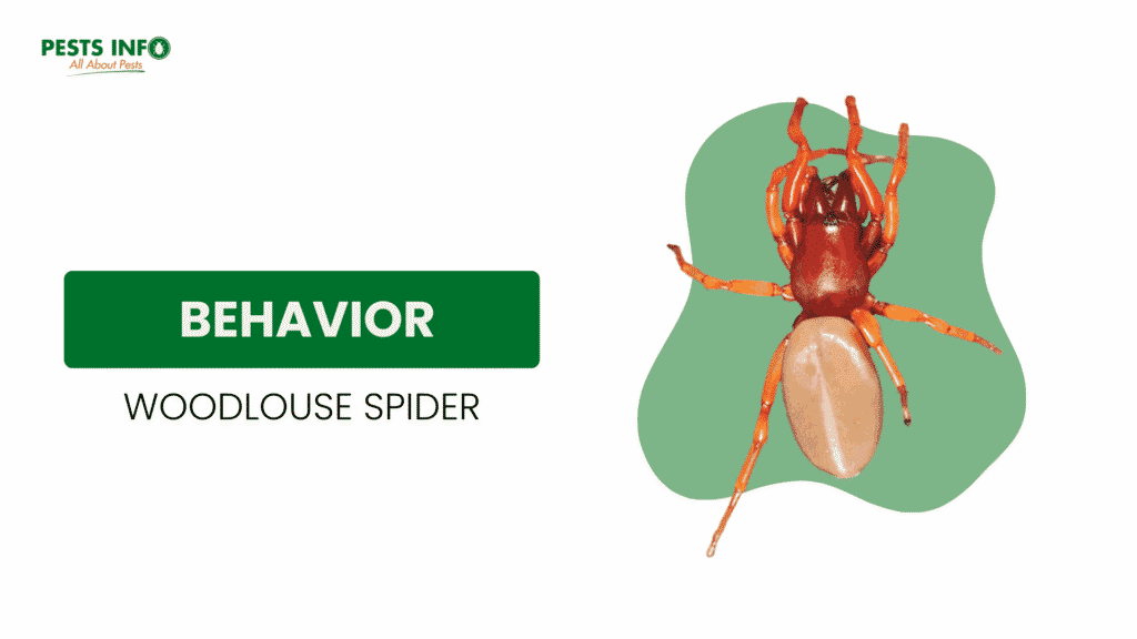 Behavior of woodlouse spider