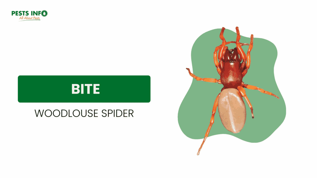 Bite of woodlouse spider