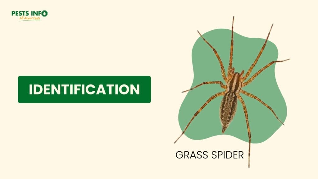 grass spider Identification