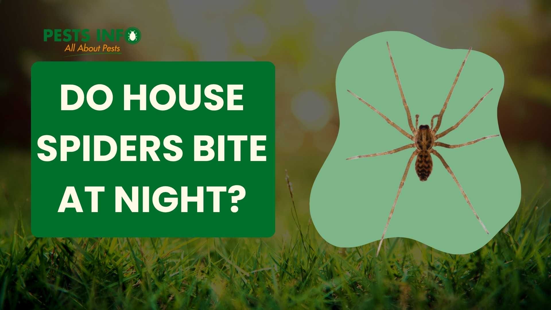 do house spiders bite in night